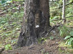 Amaropostia stiptica