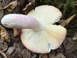 Russula rosea