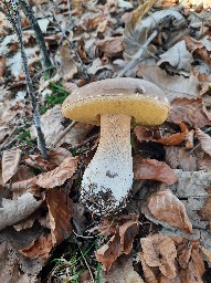 Boletus edulis