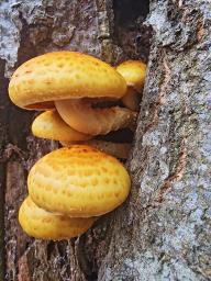 Pholiota adiposa