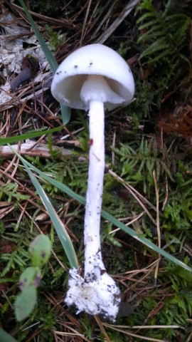 Amanita virosa