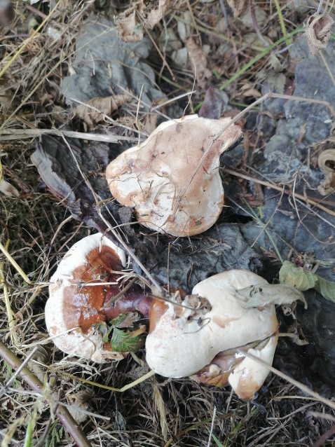 Ganoderma carnosum