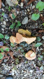 Rheubarbariboletus armeniacus