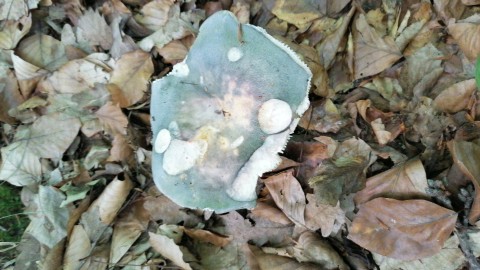 Russula heterophylla