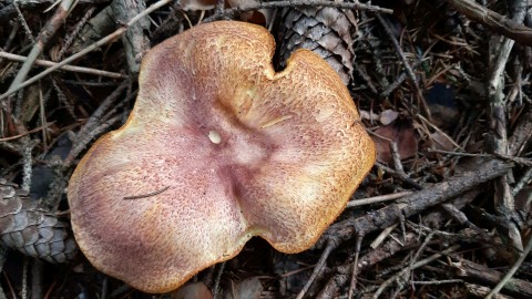 Tricholomopsis rutilans