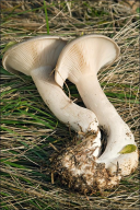 Clitocybe nebularis