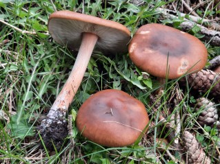 Melanoleuca cognata