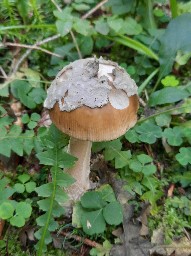 Amanita submembranacea