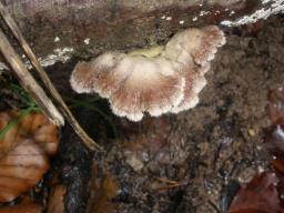 Schizophyllum commune