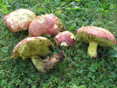 Butyriboletus pseudoregius