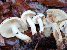 Pholiota elegans