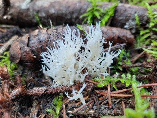 Clavulina coralloides