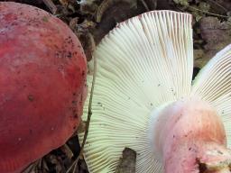 Russula amoenicolor