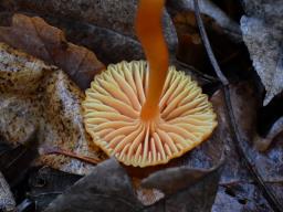 Hygrocybe mucronella