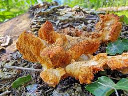 Hericium cirrhatum