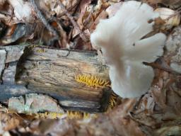 Calocera cornea