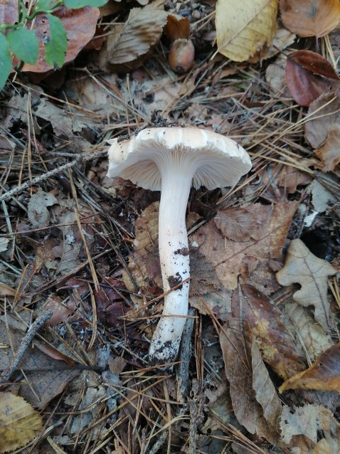 Hygrophorus nemoreus