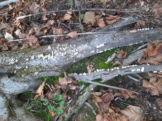 Schizophyllum commune