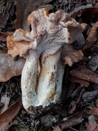 Cantharellus ianthinoxanthus