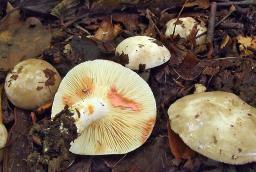 Lactarius acris