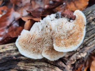 Irpiciporus pachyodon