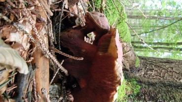 Rubroboletus rubrosanguineus