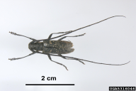 Monochamus galloprovincialis