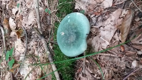 Russula virescens