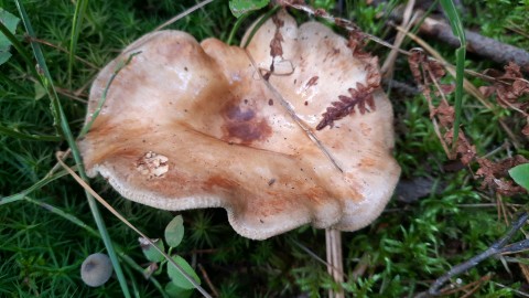 Paxillus involutus