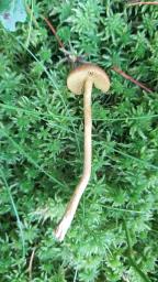 Cortinarius chrysolitus