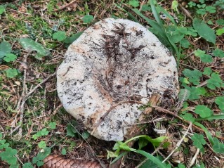 Lactifluus vellereus