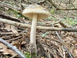 Amanita ceciliae