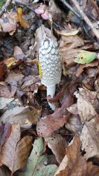 Coprinopsis picacea