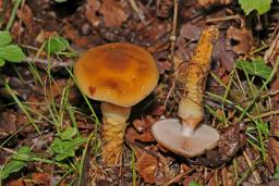 Cortinarius trivialis