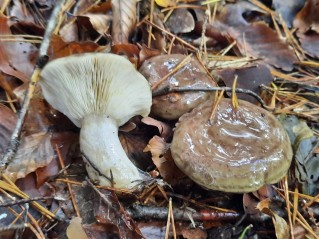 Lactarius blennius