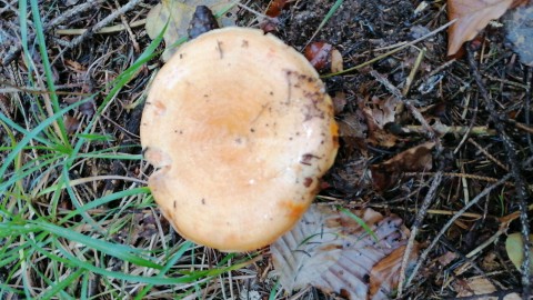 Lactarius salmonicolor