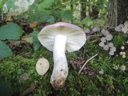 Russula atropurpurea