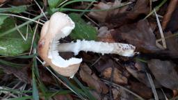 Lepiota clypeolaria