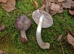 Pluteus pouzarianus