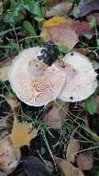 Lactarius pubescens