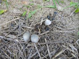 Psathyrella potteri