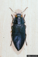 Phaenops cyanea