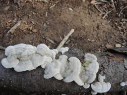 Trametes hirsuta