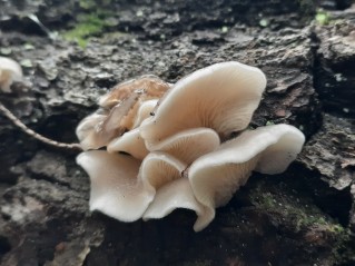 Hohenbuehelia atrocoerulea