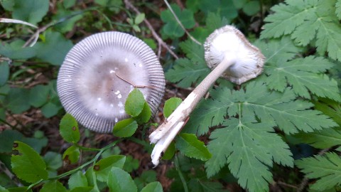 Amanita battarrae