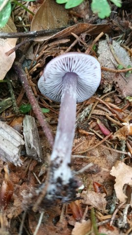 Mycena pura