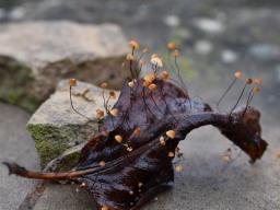 Cryptomarasmius corbariensis