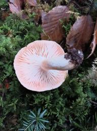 Hygrophorus pudorinus