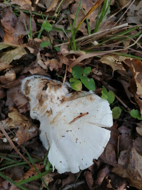 Tricholoma columbetta