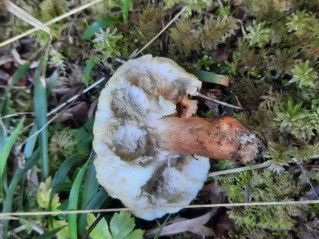 Gyroporus castaneus